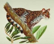 image of animal