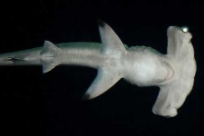 image of hammerhead
