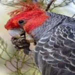 image of bird