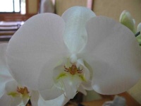 image of moon_orchid #26
