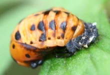 image of leaf_beetle