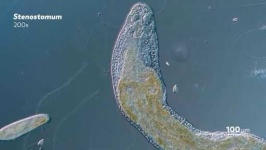 image of parasitic_flatworms