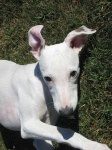 image of whippet