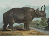 image of rhino