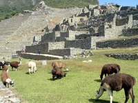 image of animal