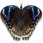 image of animal