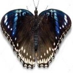 image of eggfly #6