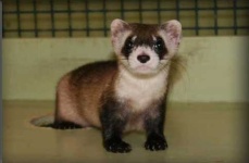 image of black_footed_ferret
