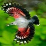 image of bird