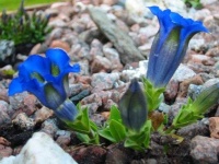 image of flower