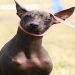 image of animal