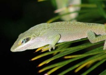 image of american_chameleon