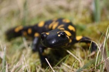 image of european_fire_salamander