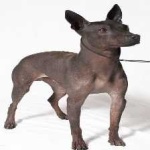 image of animal