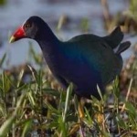 image of bird