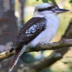 image of bird