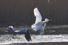 image of american_egret