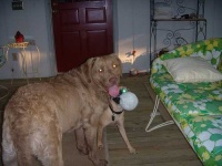 image of chesapeake_bay_retriever