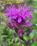 image of flower