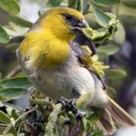 image of bird