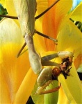 image of mantis