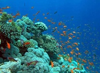 image of coral_reef #31