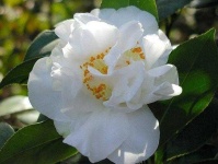 image of flower