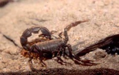 image of scorpion