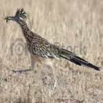 image of bird