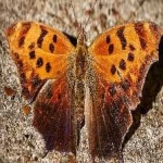 image of animal