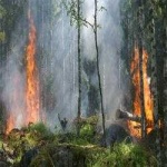 image of wildfire