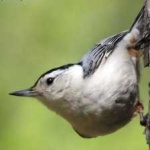 image of crested_nuthatch #18