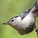 image of bird