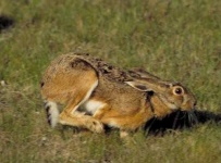 image of hare