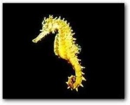 image of sea_horse