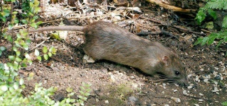 image of animal