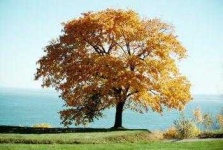 image of tree