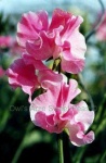 image of flower