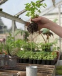 image of pot