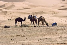 image of arabian_camel