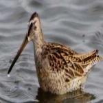 image of bird