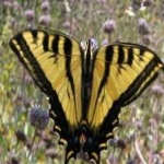 image of animal
