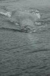 image of grey_whale