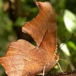 image of animal