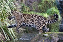 image of jaguar_car