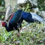 image of bird