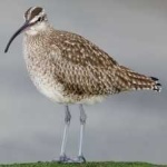 image of whimbrel #21