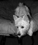 image of animal