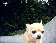 image of chihuahua