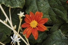 image of flower